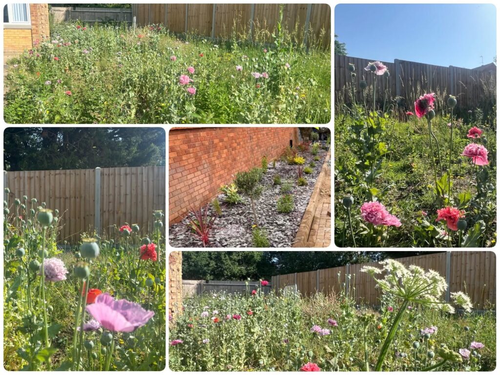 Collage of wildflowers and shrubs planted at Sheriff's office (old and new)
